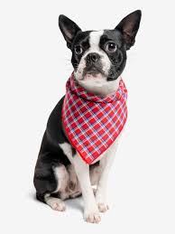 Dog Scarf