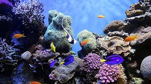 Glass Ocean with Fish Stand